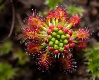 gemmy na Drosera stelliflora